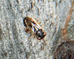 Stylogeocoris elongatus
