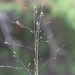 Sporobolus heterolepis - Photo (c) Don Sutherland, algunos derechos reservados (CC BY-NC), subido por Don Sutherland