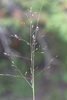 Prairie Dropseed - Photo (c) Don Sutherland, some rights reserved (CC BY-NC), uploaded by Don Sutherland