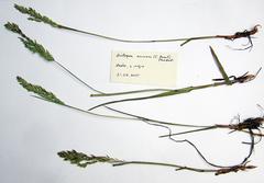 Poa eminens