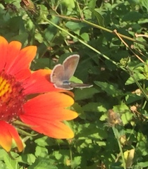 Leptotes marina