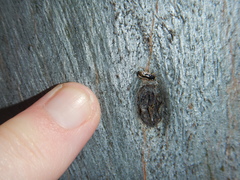 Stylogeocoris elongatus