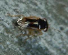 Stylogeocoris elongatus
