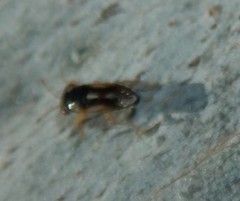 Stylogeocoris elongatus