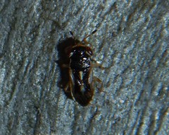 Stylogeocoris elongatus