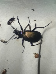 Agonoderus