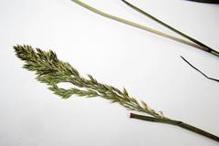 Poa eminens