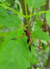 Pseudorus distendens