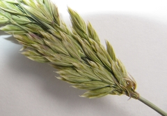 Poa eminens
