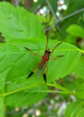 Pseudorus distendens