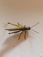 Mecostethus parapleurus