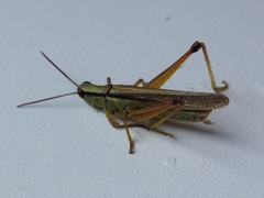 Mecostethus parapleurus