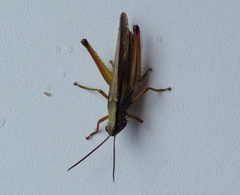 Mecostethus parapleurus