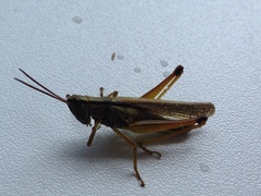 Mecostethus parapleurus