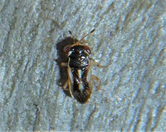 Stylogeocoris elongatus