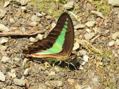 Graphium sarpedon luctatius