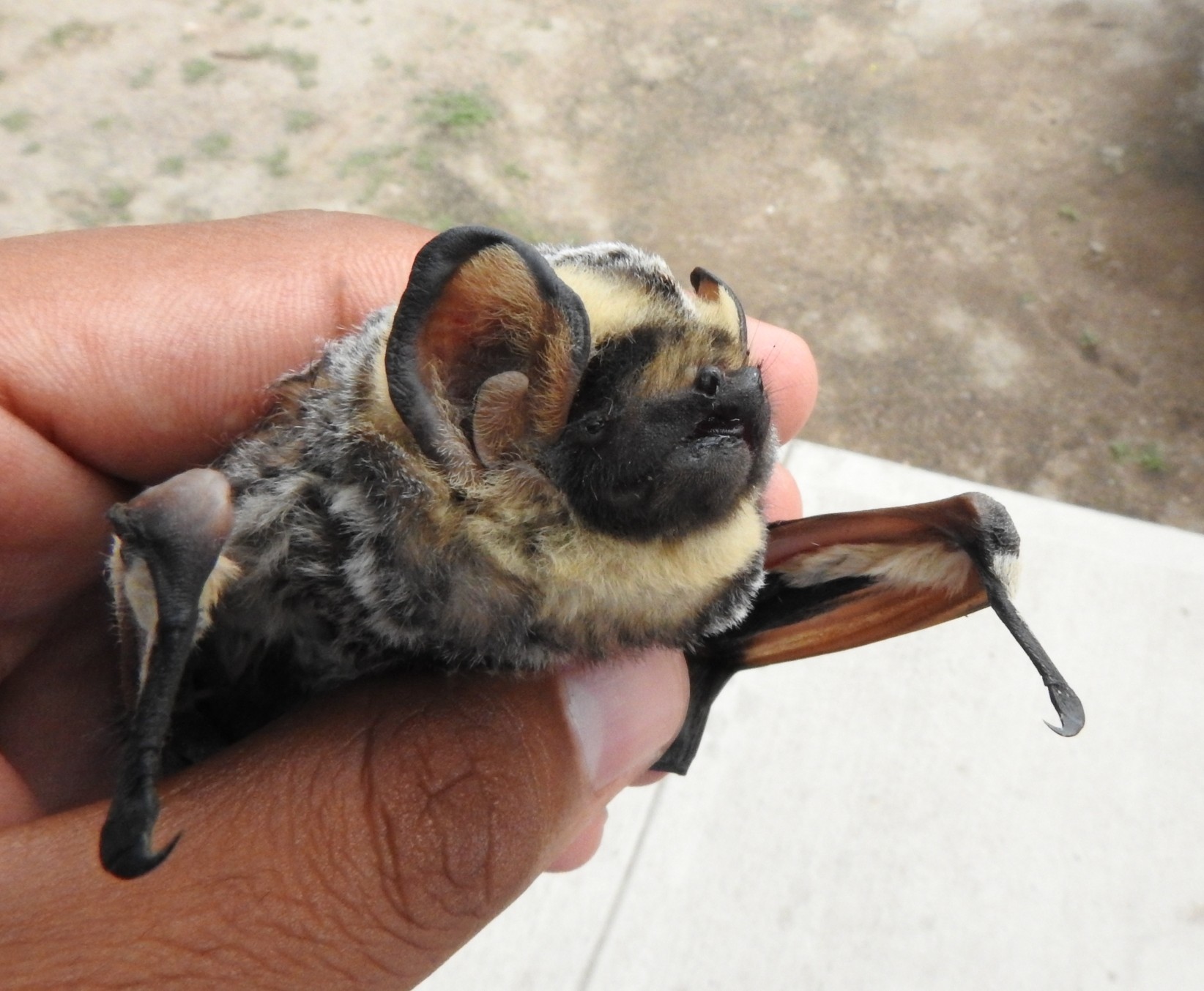 Photos Of Hoary Bat Lasiurus Cinereus Inaturalist