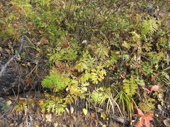 Artemisia maximovicziana