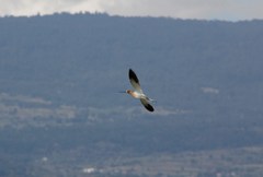 Recurvirostra americana