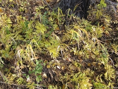 Artemisia maximovicziana