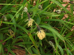 Carex macrochaeta