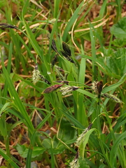 Carex macrochaeta