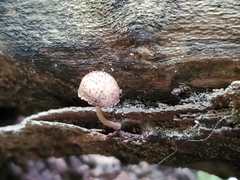 Cystoagaricus