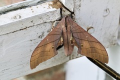 Marumba cristata