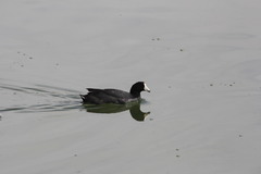 Fulica americana