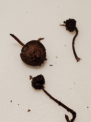 Cystoagaricus