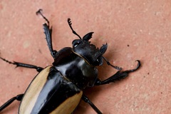 Odontolabis cuvera cuvera