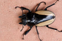 Odontolabis cuvera cuvera