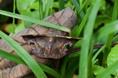 Fascellina chromataria
