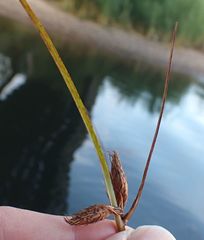 Bolboschoenus maritimus
