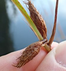 Bolboschoenus maritimus