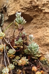 Graptopetalum pachyphyllum