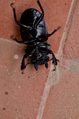 Odontolabis cuvera cuvera