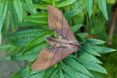 Marumba cristata