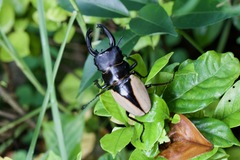 Odontolabis cuvera cuvera