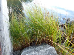 Bolboschoenus maritimus