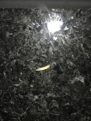 Diptera