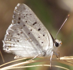 Tharsalea xanthoides