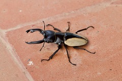 Odontolabis cuvera cuvera