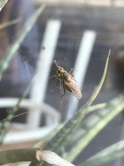 Diptera