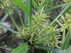 Cyperus hermaphroditus