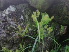 Cyperus hermaphroditus