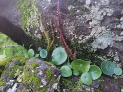Peperomia bracteata