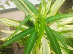 Codariocalyx motorius