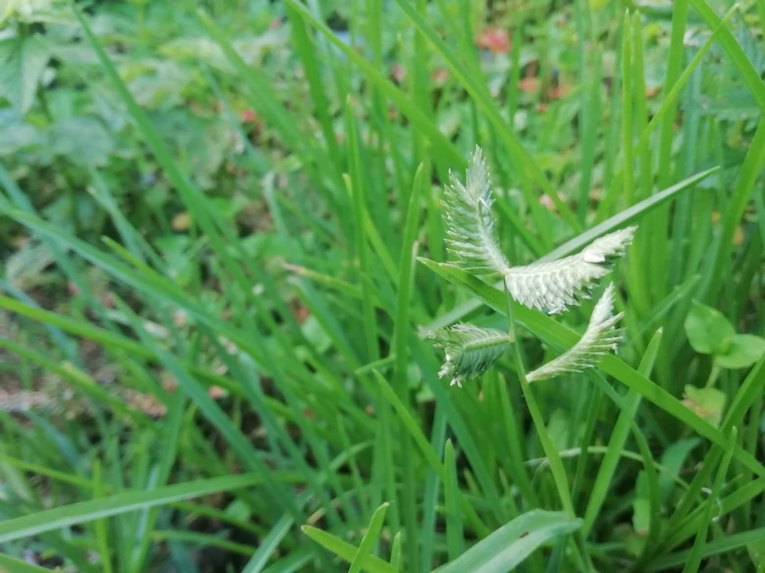 Eleusine multiflora