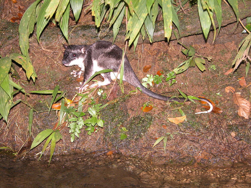 Water Opossum
